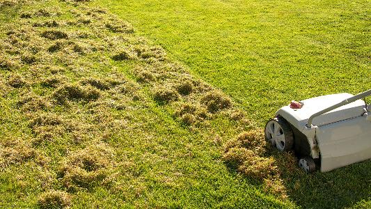 Dethatching