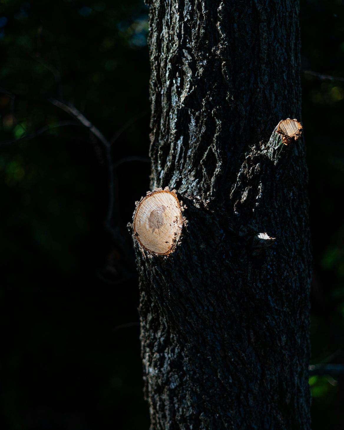 Tree Pruning